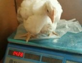 Продам с/х птицу в Набережных Челнах, Утки, бройлер, несушки, Куры
