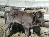 Продам корову в Кардоникской, Бычки телята, телята бычки рослые 4 штук, телята недельные