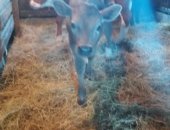 Продам корову в Новоаннинском, бычков 2 шт, 3 недели, тёлочка 1 шт 2 недели и один бычек