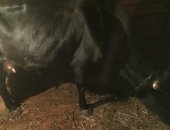 Продам корову в Гремячинске, 3 отела и телёнка 1 месяц-12000