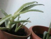 Продам комнатное растение в Люберцах, Замиокулькас-400руб, и фикусы по 500р, кактус