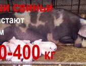 Продам свинью в Астрахани, Ищите лучших поросят для максимального откорма на мясо?