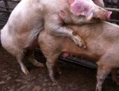 Продам свинью в Светлограде, хряка породы ландрас, привезен поросёнком со свинофермы