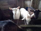 Продам козу в Омске, коз, козы зааненской породы, 2шт 1, 5года, есть козлята