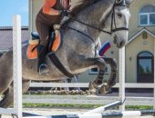 Продам лошадь в Боровске, Предлагаем прекрасного жеребца, привезенного из Португалии
