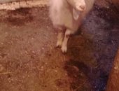 Продам козу в Санкт-Петербурге, Альпийско-Зааненскую 1 год 4 мес комолая готова к