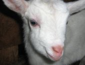 Продам козу в Санкт-Петербурге, Козочка, маленьких козочек от высокоудойной козы с очень