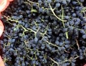 Продам комнатное растение в Астрахани, Виноград винный, зимостойкий, не укрывной, при