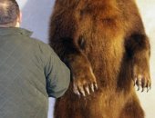 Продам трофеи в Тюмени, чучело медведя, в полный рост, профессионально изготовленое