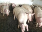 Продам мясо в Краснодар, свинину живьем 120р кг, Резаным туша по 190 р кг, Смолю горелкой