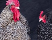 Продам с/х птицу в Набережных Челнах, Производится и запись на яйцо и цыплят пород