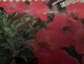 Продам комнатное растение в Ижевске, Рассада петунии, Укоренный черенок, супер каскадные