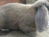 Продам заяца в Магнитогорске, тся кролики породы французский баран цвет изабелла, Возраст