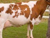 Продам корову в Красногвардейском, Бычки, Бычков мясные породы возраст от 3 недель до 3