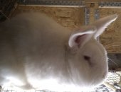 Продам заяца в Боброве, Новозеландских белых кроликов, Цена 350 руб за 1 месяц жизни
