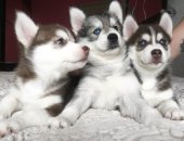 Продам собаку сибирская хаски в Санкт-Петербурге, Прекрасные красотки в поиске своих
