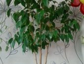 Продам комнатное растение в Астрахани, растения, растения, цена на 1 фото - бенжамин