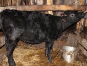 Продам корову в Северске, Рас хозяйство, 6 породистых телочек от моих, рожденных только