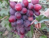 Продам семена в Бирюче, саженцы винограда от 150 руб, Однолетние и двухлетние саженцы c