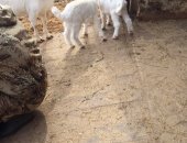 Продам козу в Воткинске, Коза, козочек, Одна подросток и одна 2 месяца и козлик комолый с