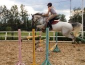 Продам лошадь в Москве, Продаётся Орлово- Терская кобыла конкур 110 в детский спорт,