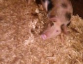Продам свинью в Златоусте, 3х кабанчиков выложенные 5 месяцев, Вес 30-35 кг, 8 т, р,