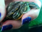 Продам в Ростове-на-Дону, Красноухая водная черепаха, Еще маленький, с террариумом