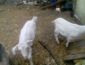 Продам козу в Воронеже, Козёл Ла-Манча и козлята, молодого козлика Ла-Манча и полутора