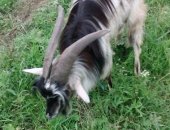 Продам козу в Посёлоке Тоншалове, Возраст 2, 5 года, Возможен обмен, Также в продаже