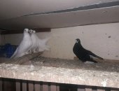 Продам птицу в Челябинске, Срочно голубей в связи с утратой кормильца: Пестрые - 4 пары