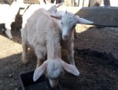 Продам козу в Омске, козлята зааенские козочки 2месяца от2000р козлик помесь зааенецчех