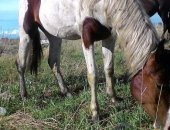 Продам лошадь в селе Белозерское, Пегая красотка, по причине: нужны срочно деньги