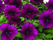 Продам комнатное растение в Надыме, Цветы для клумб, рассаду цветов для клумб и вазонов