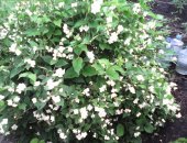 Продам комнатное растение в Кемерове, Клематис сибирский белый 2х летка, высотой до 2,