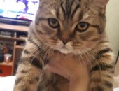 Продам британская, самец в Ишимбае, Котик, Отдадим в хорошие руки, К лотку приучен