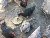 Продам яица в Туапсе, Яйцо инкубационное породистых кур, Маран-100р Америукан-100р