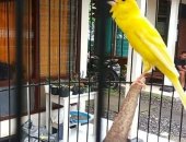 Продам птицу в Бологое, Кенар поющий Канарейки, В продаже Большой выбор Канареек, Кенаров