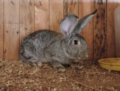Продам заяца в Нижнем Тагиле, Кролики, Возраст 6 месяца, Крепкие, здоровые, Есть 2 самца