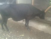 Продам в селе Алхан-Кала, Корова, срочно корову очень хороший даёт молока 6-7 литров