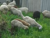 Продам барана в Новопавловске, овцы, тся, овцы, Оптом и в розницу, Так же в продаже