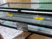 Продам в Кургане, продается клетка для перепелов размер 100 ширина х40 глубина х37 высота