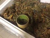Продам в Краснодаре, Рак Башкирский, Чистый, вкусный, полный! 50-60 шт на 1 кг - 550 р