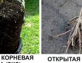 Продам семена в Славянске-на-Кубани, Уважаемые садоводы! Предлагаем саженцы: Яблоня