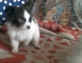 Продам собаку чихуахуа, самец в Твери, Красивые ласковые маленькие собачки свои выращены