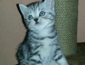 Продам британская, самец в Новокузнецке, чистокровных британских котят, родились 27,