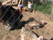 Продам с/х птицу в Рабочом Посёлоке Куньи, семью индюшек, 2 индюшки и индюк, 2 года, Все