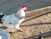 Продам с/х птицу в Каспийске, Петух, молодых петухов, стоимость одного петуха 300 рублей