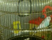 Продам птицу в Саратове, Попугай девочка с клеткой