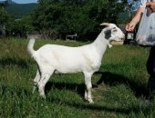 Продам козу в Новороссийске, Продается 4 козы козы молочные, не на мясо зааненской