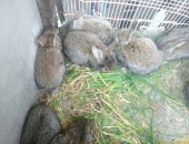 Продам заяца в Саратове, Кролики маленькие